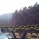 소나무리조트 Daum카페