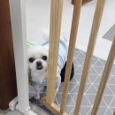 땡굴땡굴 이미지