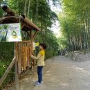 맹종죽테마공원 이미지