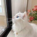 미친생고기 이미지