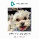 조이고양이병원x조이강아지병원 | 철산 동물병원) 강아지 "두부" 건강검진 후기(심부전, 담낭슬러지, 위장관염, 방광염)