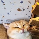 놀면묘하냥 고양이카페 이미지