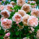 데스프레 아 플뢰르 존느-Desprez à Fleur Jaune=프렌치 옐로우 노아제뜨 이미지