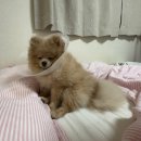 고미발톱 이미지