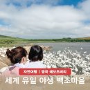 로버트 패틴슨 추천 서진이네3 영국 소도시 도싯 에보츠버리 백조 마을