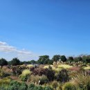 리멤버힐 | 가을 제주여행 추천 카멜리아힐 핑크뮬리와 억새 인생샷 명소