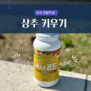 (주)소소팜 | 상추 모종 키우기 옥상 텃밭비료 식물영양제 아미노팜