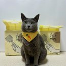 까사까리도 | 까리냥 카사까리 체험단 후기