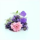 산야초약용식물관리지도사 2급 | 신도림 프러포즈 꽃다발이 영원한 하바리움 부케박스로 탄생