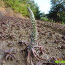 고실농장 이미지