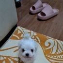 행복 애견방 이미지