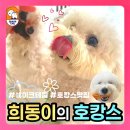 쉐이크테일 강아지 애견 유치원 호텔 미용 이미지