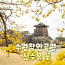 열린 공인중개사사무소 | 수원장안공원 '산수유 꽃'