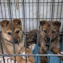 밀양우리병원 | [밀양] 밀양유기견보호소 입양 후기 / 입양 홍보 (포인핸드 입양 후기)