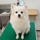 펫더스타일 이미지