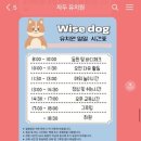 와이즈독 아카데미 이미지