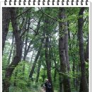 멍멍아 까꿍 이미지