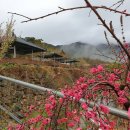 개나리꽃민박 이미지