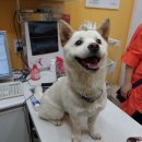 소망켄넬 이미지