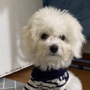보키쌀롱