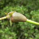 붉은맹그로브 [Red mangrove (Rhizophora mangle)] 이미지