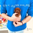 타이니켄넬 이미지