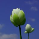 신정호관광지 이미지