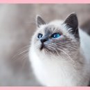 개청순한고양이 이미지