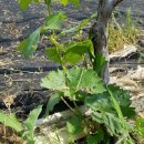 평산농원 이미지