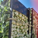 2025년 해남절임배추 사전예약 이미지