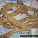 토종산야초 이미지