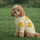 반려동물패션디자이너첫걸음 이미지