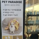 벨라루시 펫살롱 이미지