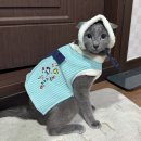 제주특별자치도 동물위생시험소 (동물보호센터) 동물병원 | 제주동물보호센터 새로운 가족을 만나는 시간