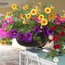 멕시코 정원에 요새 피는 꽃이에요! 이미지