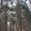 건천편백숲내음길 네이버블로그