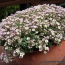 언니네펜션 이미지