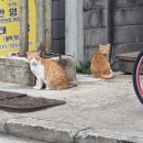 신화게임랜드 | 제주도 6박 7일 中 새해는 기쁜데 할 게 없다.