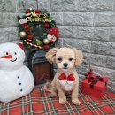 뚜뚜애견 | 구름이 배냇 미용 후기 (오산 애견 미용샵 비플루피)