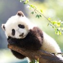 팬더 - 강남구 강남대로156길 13-4 | 팬더