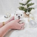 어벤져스켄넬 탑클래스펫 강아지분양 이미지