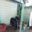 [경북] 염소 분양합니다(보어염소, 흑염소 개량종) 이미지