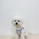 딩동댕독 이미지