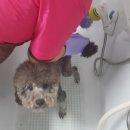 아라펫살롱 이미지