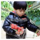 구정염소농장 | [가족나들이추천] 쭝이랑 딸기체험 in 용인