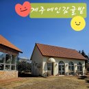 호근서호로 | 서귀포 카페 반려견동반가능한 제주 브런치맛집 제주에인감귤밭 카페 방문후기