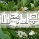 양지조경 - 동구 방축로37번길 30 | 양지조경