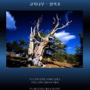 고목나무 이미지