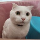 뉴질랜드남섬 8월여행5 (오클랜드로 6일차, 면세품강제환불, 나우미에어포트호텔 내돈내산)