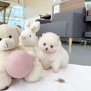 부천강아지분양 강아지입양 말티즈분양 말티푸분양 포메라니안분양 폼피츠분양 요크셔테리어분양 크림파티말티푸분양 크림푸들분양 이미지